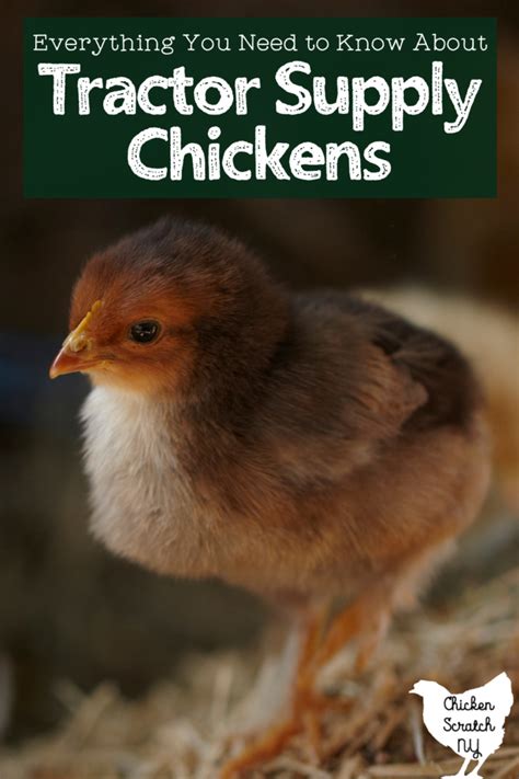 tsc chicken breeds|getting chicks from tractor supply.